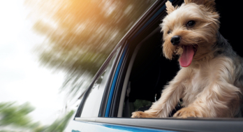 Pet travel advice